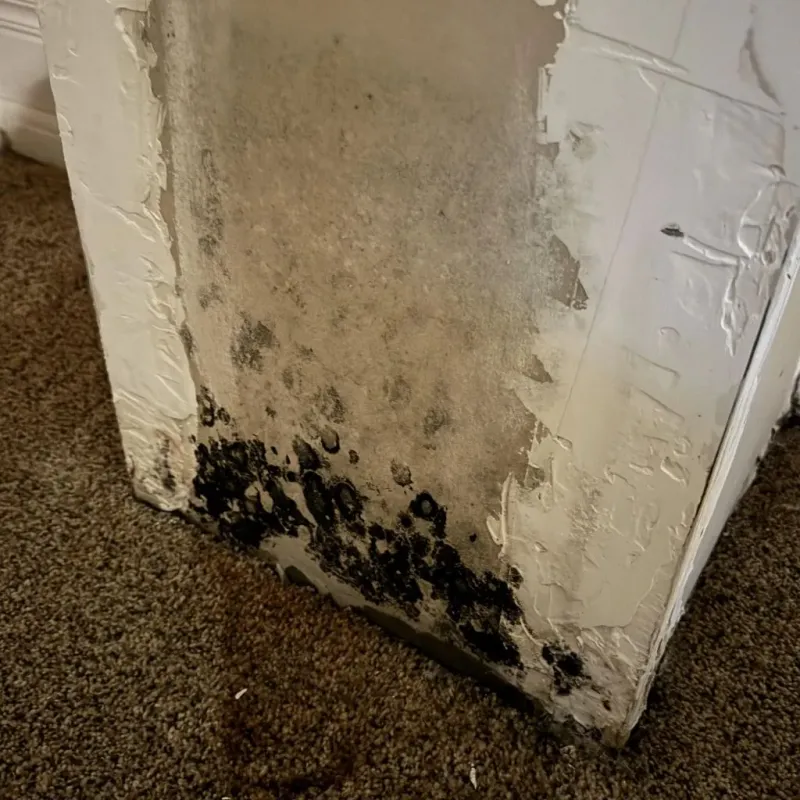Professional Mold Removal in Dupo, IL